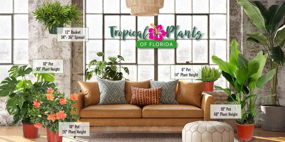 Hibiscus Plant Live - Hibiscus Bush - Red President - Overall Height 26" to 28" - Tropical Plants of Florida (Plant Only)…