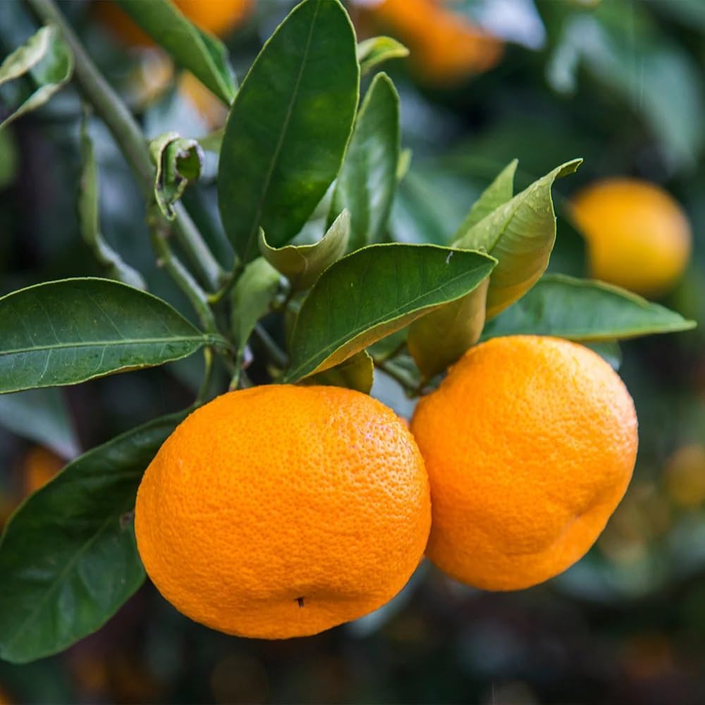 Brighter Blooms - Calamondin Tree, 3-4 Feet - Live Plant - No Shipping to AL, AZ, FL, GA, LA, OR, TX