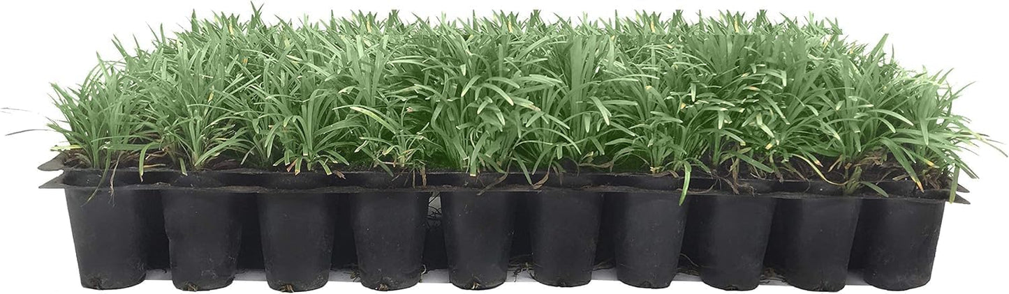 Dwarf Mondo Grass | 50 Live Plants | Japonicus Nanus | Shade Loving Evergreen Lilyturf Groundcover