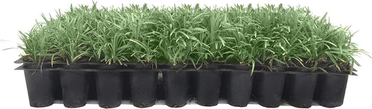 Dwarf Mondo Grass | 50 Live Plants | Japonicus Nanus | Shade Loving Evergreen Lilyturf Groundcover