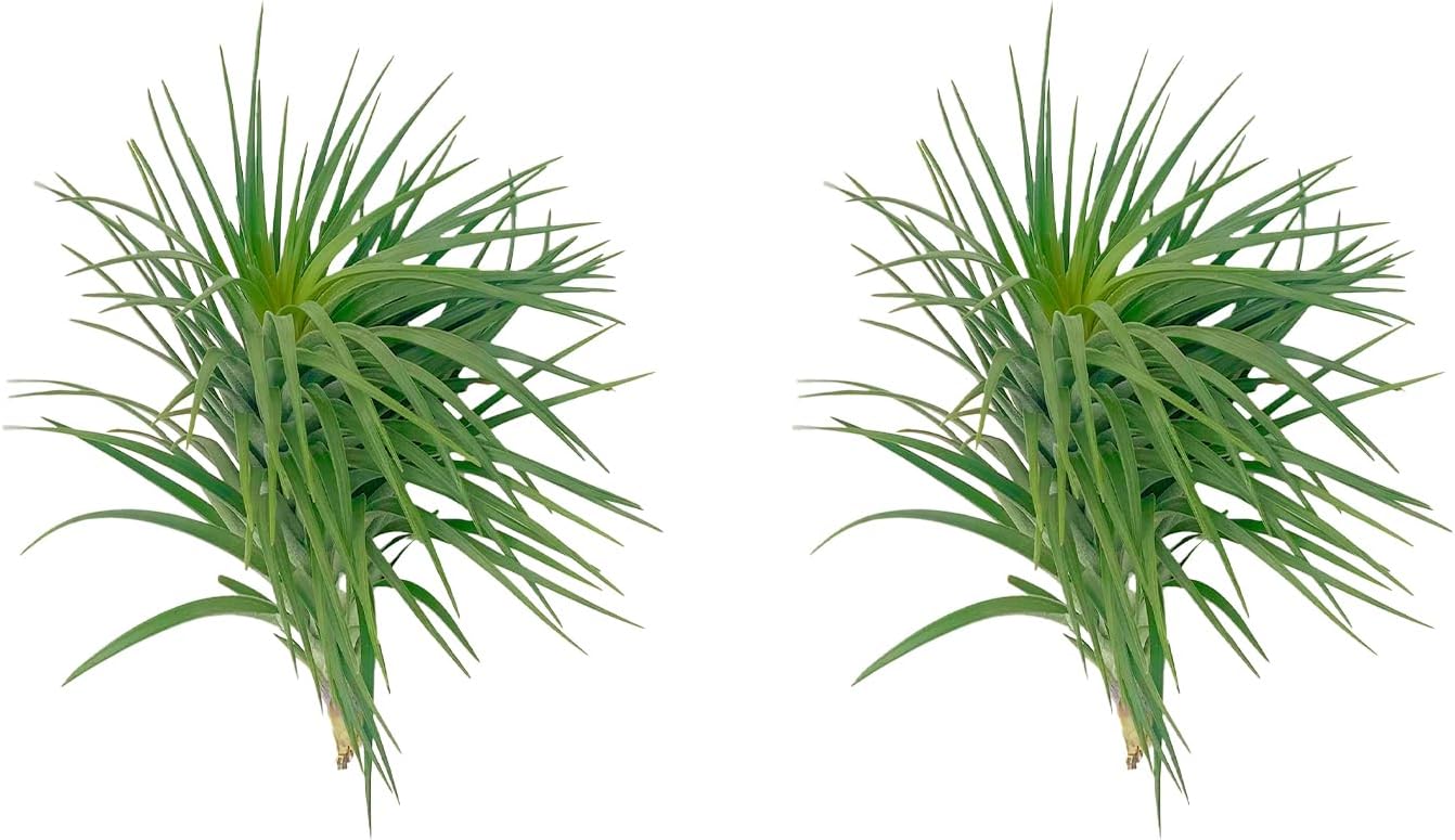 Air Plants - Flowering Tillandsia Pink Paske Large 5" - 2ct - Live Arrival Guaranteed - House Plants for Home Decor & Gift
