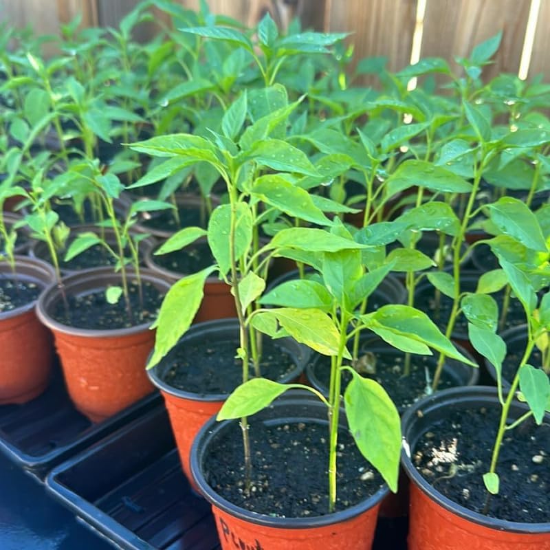 Pequin Pepper Plant, 4 Inch Pot, 6-10 Inch Pepper Plants Live for Planting Outdoor