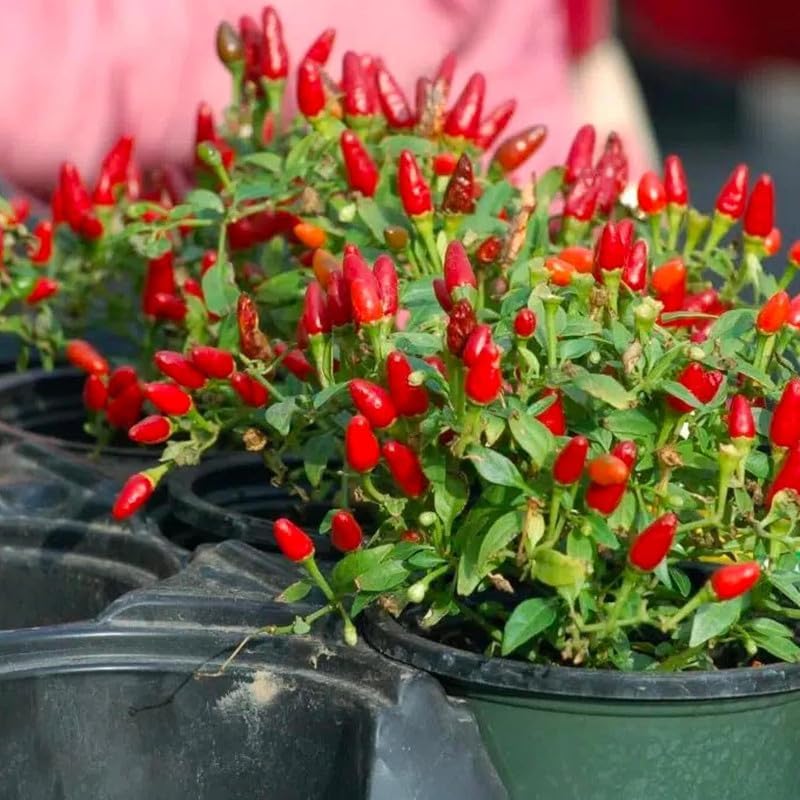 Pequin Pepper Plant, 4 Inch Pot, 6-10 Inch Pepper Plants Live for Planting Outdoor