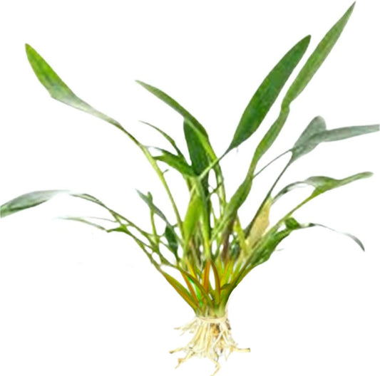 Cryptocoryne Crypt Lucens Small