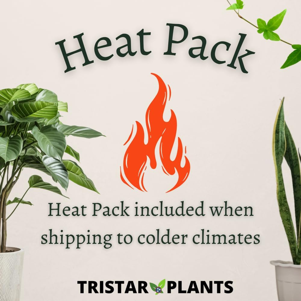 TriStar Plants - Thanksgiving Cactus - 4" inch Pot, Fasle Christmas Cactus, Easter Cactus, Holiday Plant, Winter Flowers, Christmas Plants, Winter Blooms (Purple Dancer)