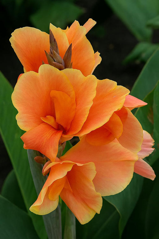 Canna Dwarf 'Tropical Sunrise' Bulb – Soft Peach Blooms for Containers & Gardens - Bring a Touch of The Tropics to Your Garden (3 Rhizomes)