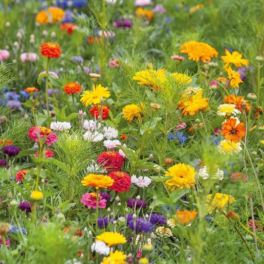 Eden Brothers Jellybean Flower Mixed Seeds for Planting, 1/4 lb, 120,000+ Seeds with Zinnia, Cornflower, Cosmos, Calendula, Attracts Pollinators, Plant in Spring or Fall, Zones 3, 4, 5, 6, 7, 8, 9, 10