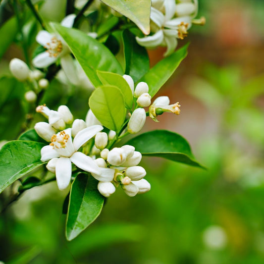 Brighter Blooms - Nules Clementine Tree, 2-3 Feet - Live Fruit Plant - No Shipping to AL, AZ, CA, FL, GA, LA, OR, TX, MS