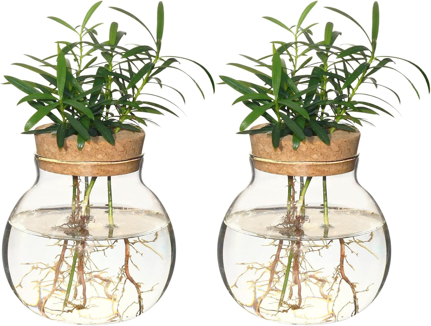 Plant Propagation Station,Hydroponic Terrarium Vase,Desktop Glass Planter Station,for Houses,Garden Decorations,ropagating Hydroponic Plants,Centerpiece Office,Home Garden Decor (2)