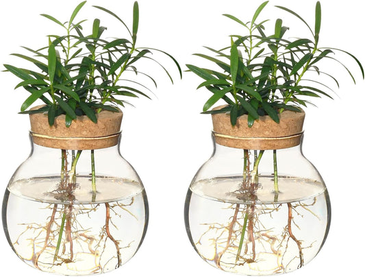 Plant Propagation Station,Hydroponic Terrarium Vase,Desktop Glass Planter Station,for Houses,Garden Decorations,ropagating Hydroponic Plants,Centerpiece Office,Home Garden Decor (2)