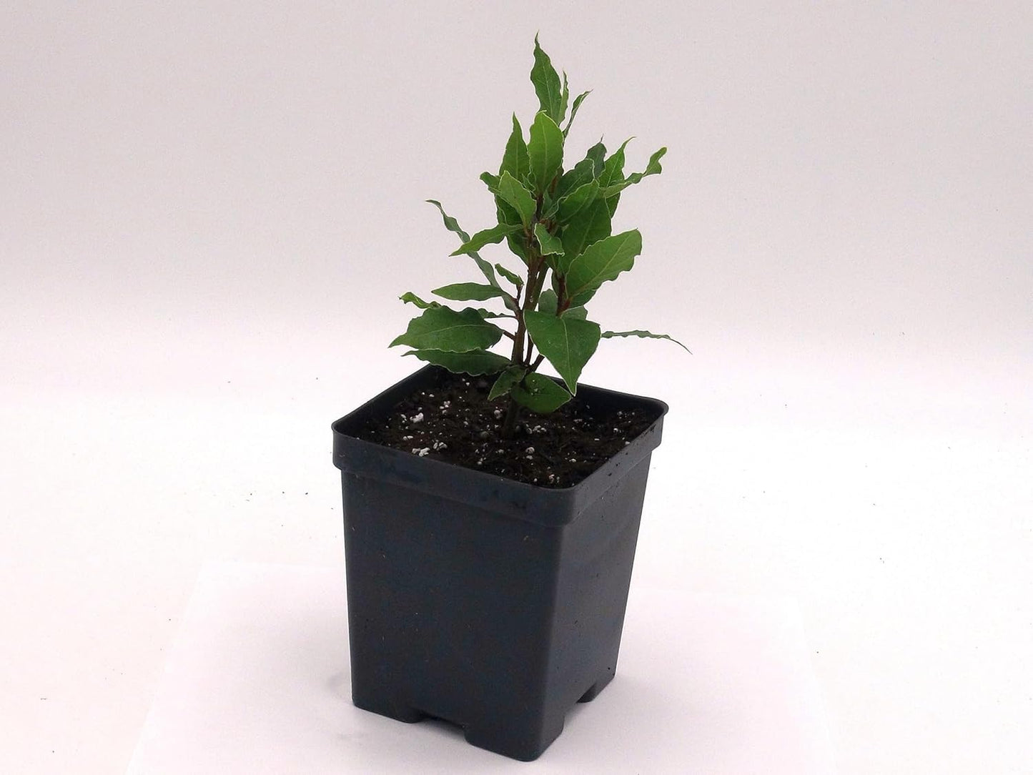 Greenwood Nursery: Live Perennial Plants - Bay Laurel Herb + Laurus Nobilis - [Qty: 10x 2.5 Pot] - (Click for Other Available Plants/Quantities)