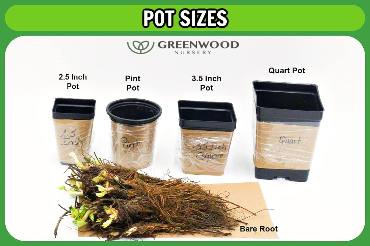 Greenwood Nursery: Live Perennial Plants - Musa Basjoo Cold Hardy Banana - [Qty: 3X Pint Pots] - (Click for Other Available Plants/Quantities)