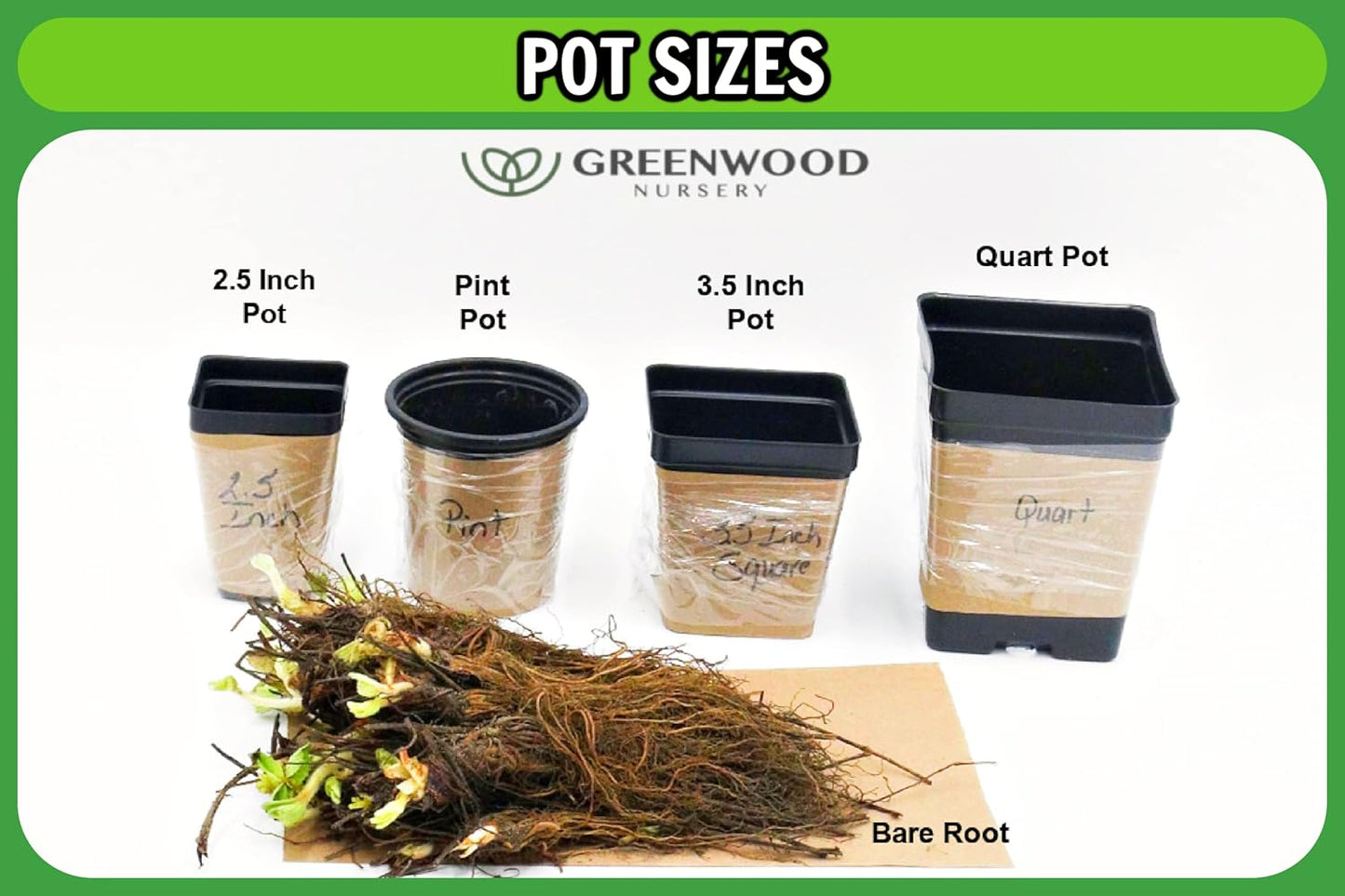 Greenwood Nursery: Live Perennial Plants - Munstead Lavender + Lavandula Angustifolia - [Qty: 1x 3.5 Pot] - (Click for Other Available Plants/Quantities)