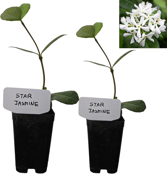Star Jasmine/Confederate Jasmine - Trachelospermum Jasminoides. Live. Fragrant Flowers. (2 Plants in Sac)