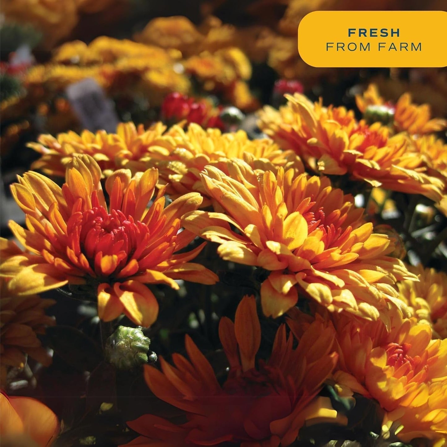 Costa Farms Live Flowering Plants, Orange Mums (Pack of 8), Mini Chrysanthemum Houseplants, Ships in Bud Form, Potted in Grower Pot, 11-Inches Tall