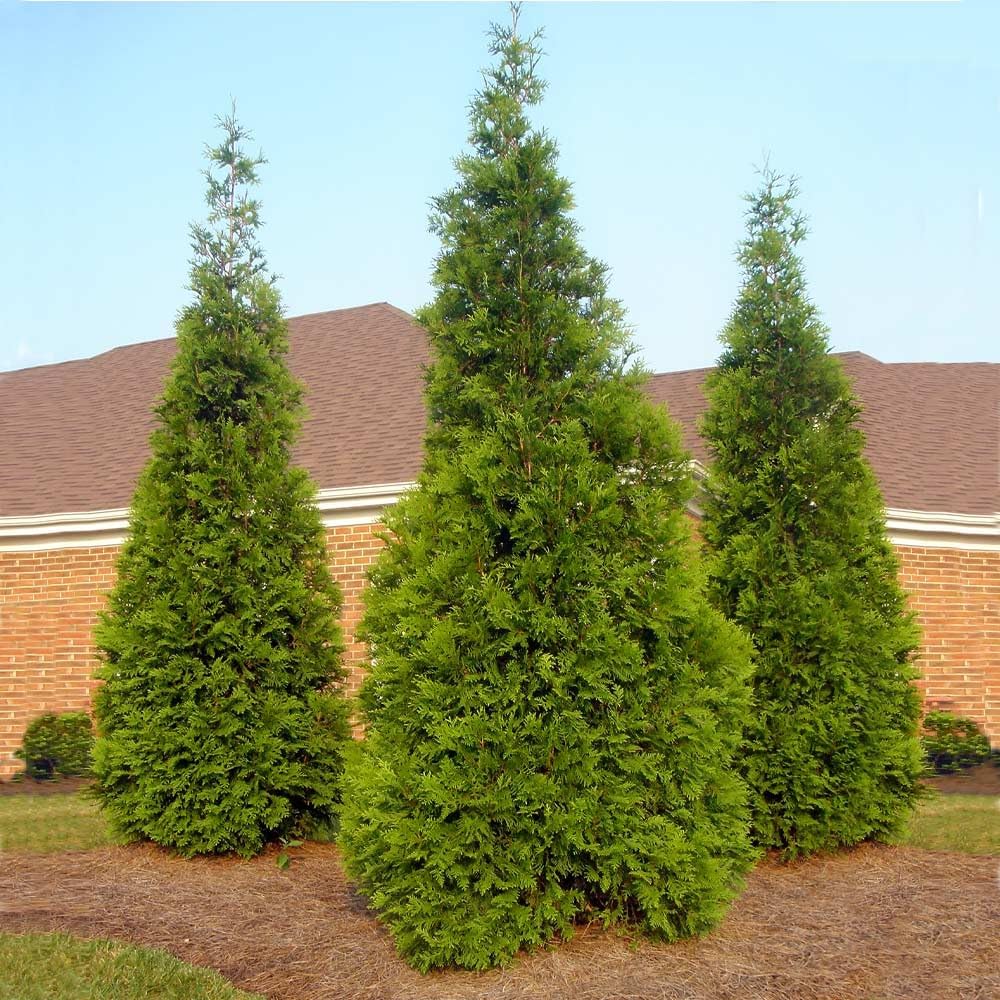 Brighter Blooms - Thuja Green Giant, 6-7 Feet - Live Plant - No Shipping to AK, AZ, HI, OR