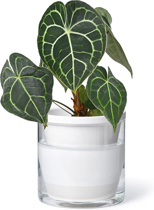 D'vine Dev 6 Inch Design Self Watering Planter for Indoor Plants, White Terracotta Pots with Cylinder Glass Cup, 37-X-B-2