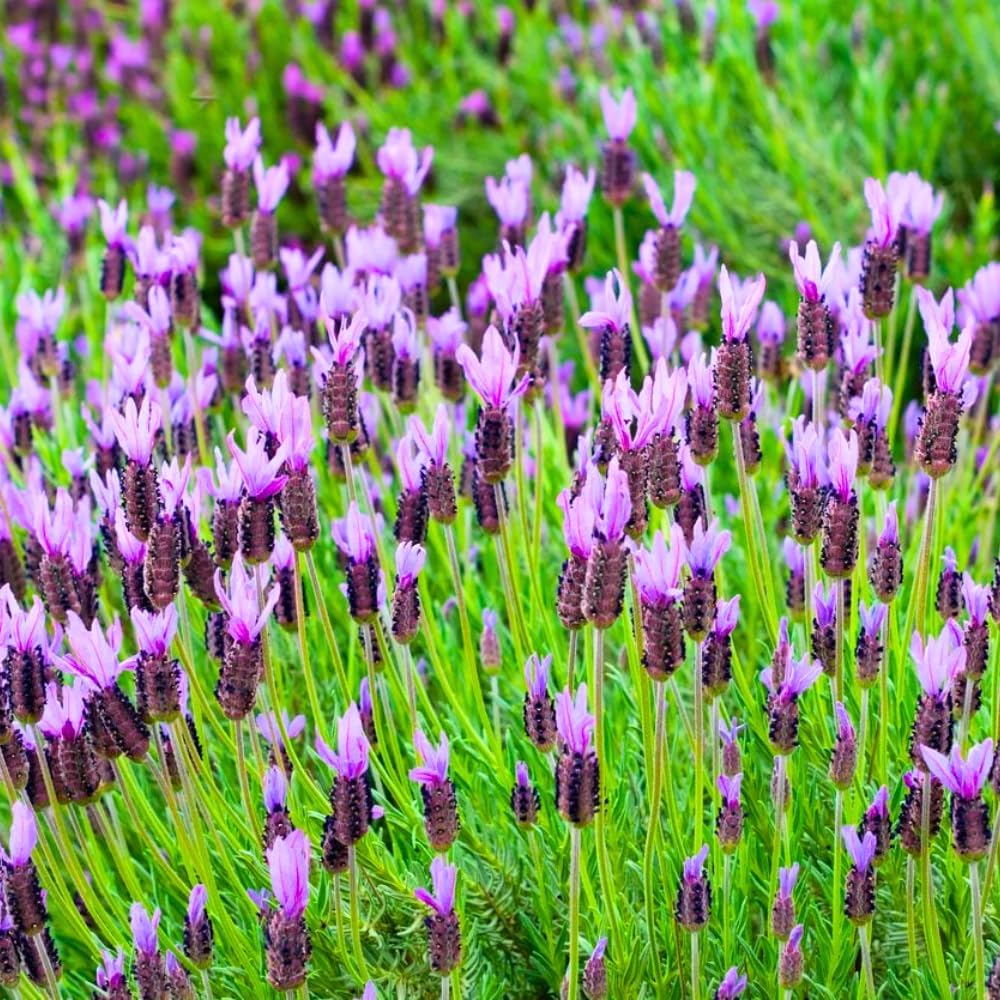 1 Pot Lavender Plant Live, Lavandula Perennial Flower Plant Indoor Outdoor, Well Rooted Plugs 3 to 5 Inch Tall to Grow (French Lavender)