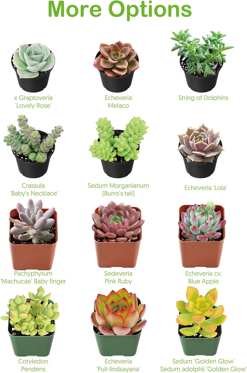 2" Live Succulent 'Cremnosedum Little Gem', Rare Succulent Plants Fully Rooted in Pots, Unique House Plant for DIY, Party Favor, Home Office Decoration