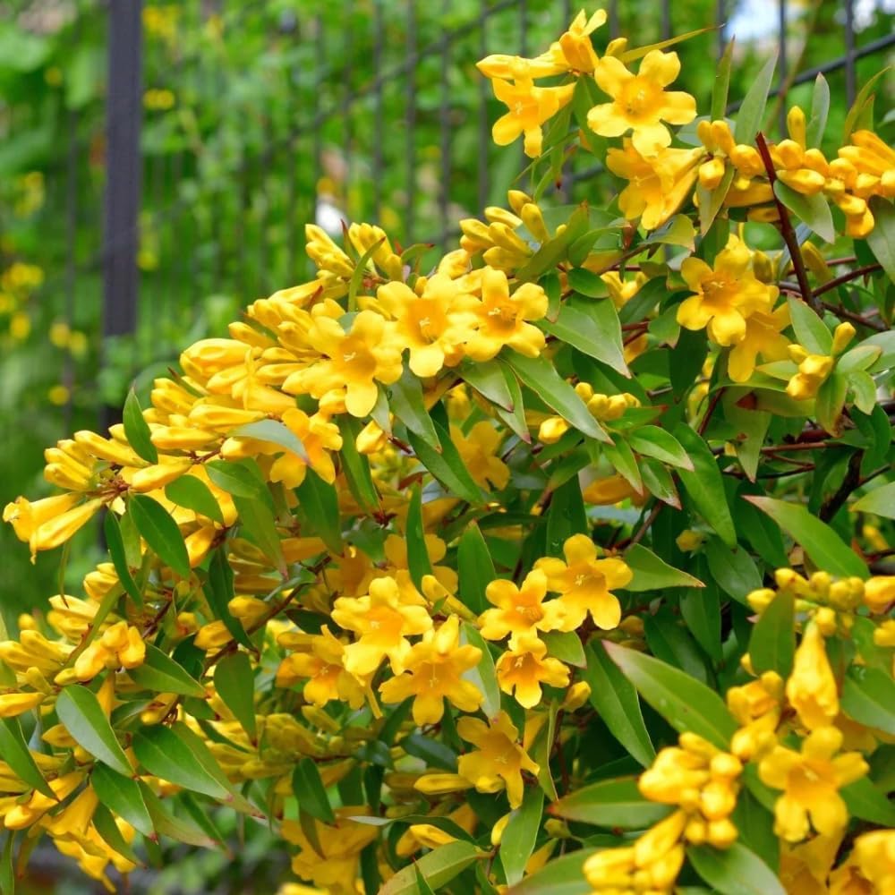 Jasmine Plants Live, Arabian Jasmine Plant Indoor, Fragrant Jasmines Flowers 4 to 7 Inch (Yellow)