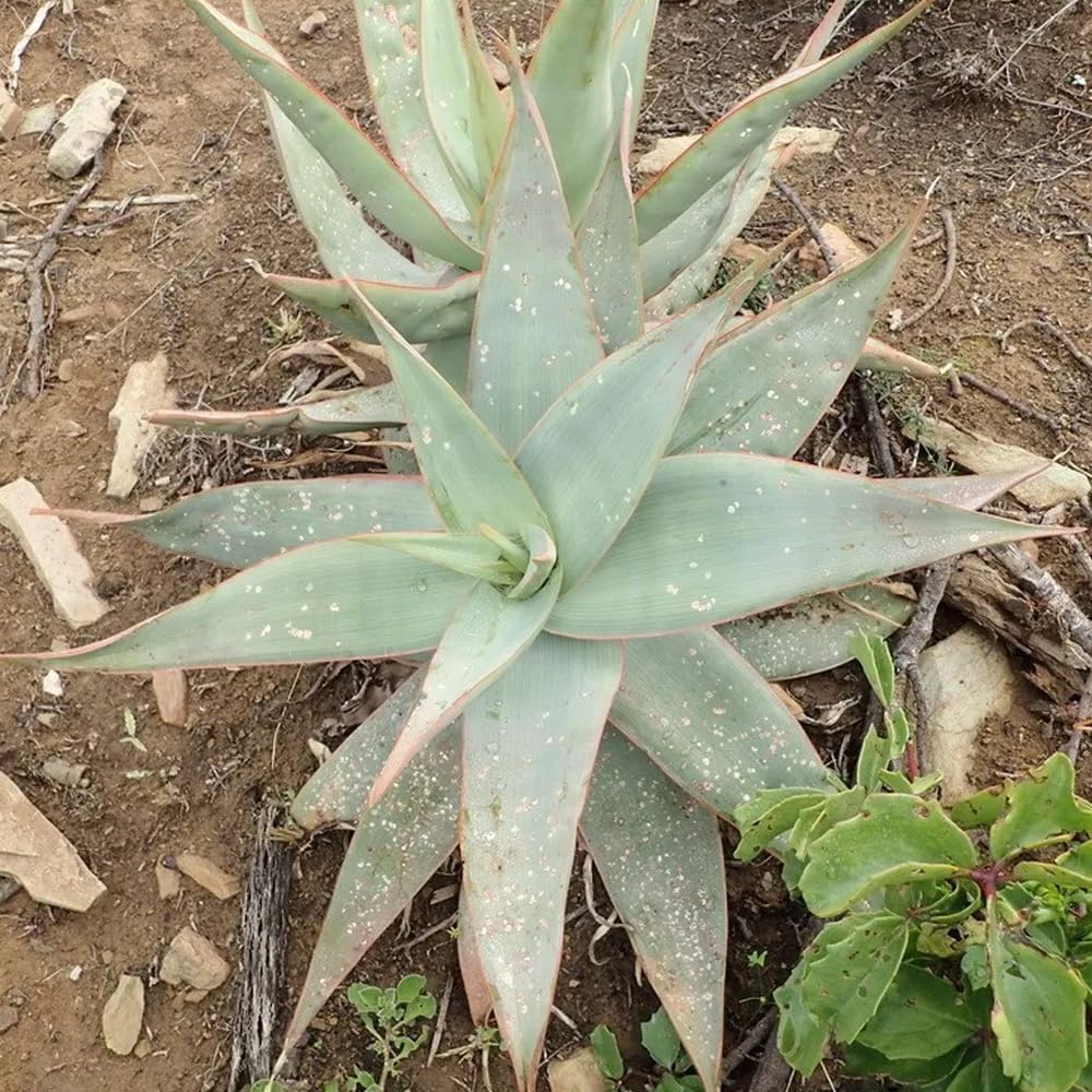 Coral Aloe Plants (Aloe striata) - Live Succulent with Striking Pink Edges and Smooth, Flat Leaves for Indoor/Outdoor Gardening (4 Coral Aloe sacs)