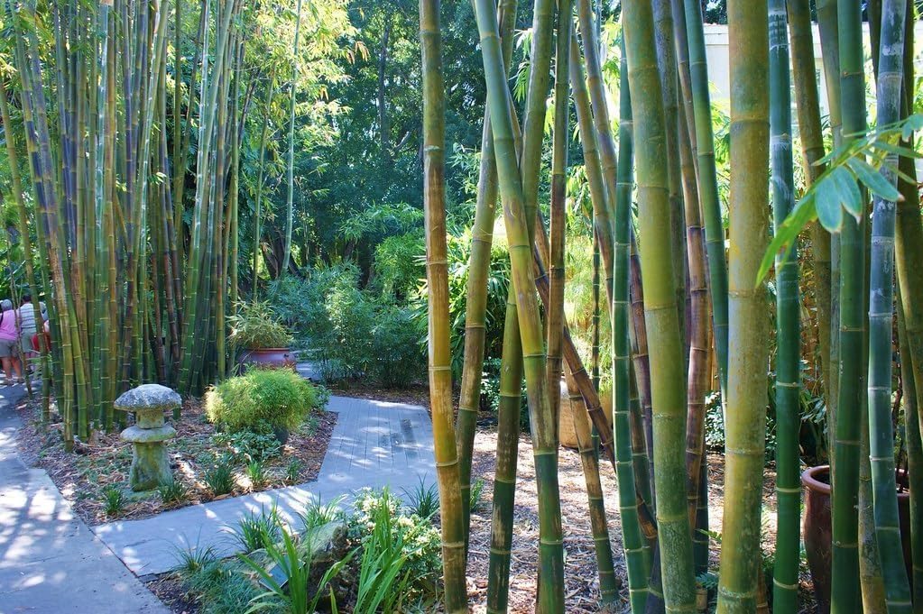 Oldhamii Bamboo | 1 Live Plant | Bambusa Oldhamii | Privacy Screen Bamboo | Fast-Growing Garden Foliage | Tall Decorative Landscape Specimen