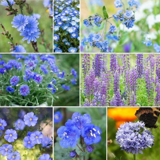 Eden Brothers Singin The Blues Wildflower Mixed Seeds for Planting, 1 lb, 480,000+ Seeds with Blue Flax, Lupine, Chicory | Attracts Pollinators, Plant in Spring or Fall, Zones 3, 4, 5, 6, 7, 8, 9, 10