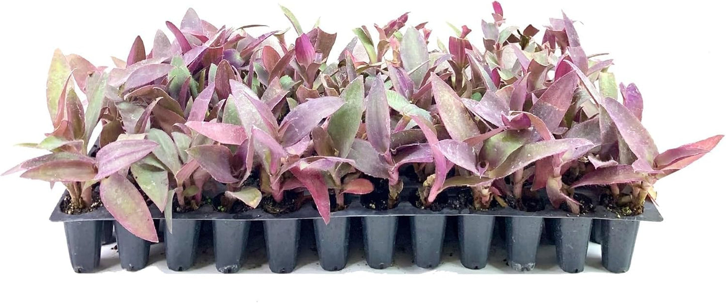 Purple Queen Tradescantia Setcresea I 30 Live Plants I Spiderwort | Lush Magenta Foliage for Striking Garden Contrast, Ideal for Ground Cover, Borders, & Containers