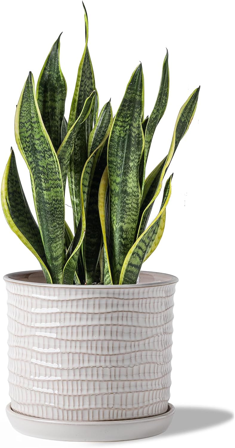 8 Inch Plant Pot: Ceramic Planter with Drainage Hole & Saucer - Cream White Flowerpot for Indoor & Outdoor Plants - with Separate Tray for Home & Office - Wave Embossed Design