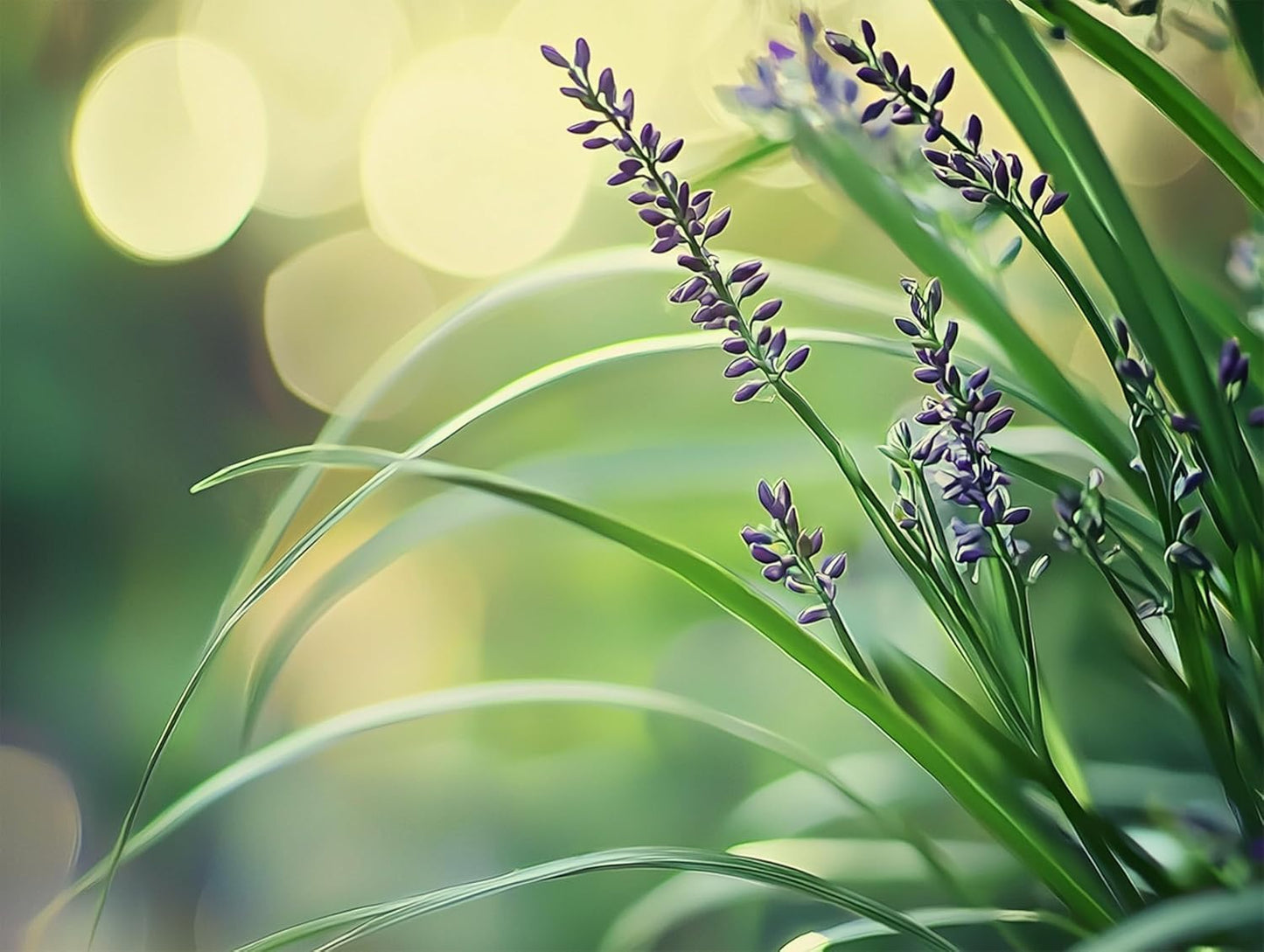 Big Blue Liriope Muscari - 5 Live 4 Inch Pots - Drought Tolerant Low Maintenance Evergreen Plants Grass Lilyturf