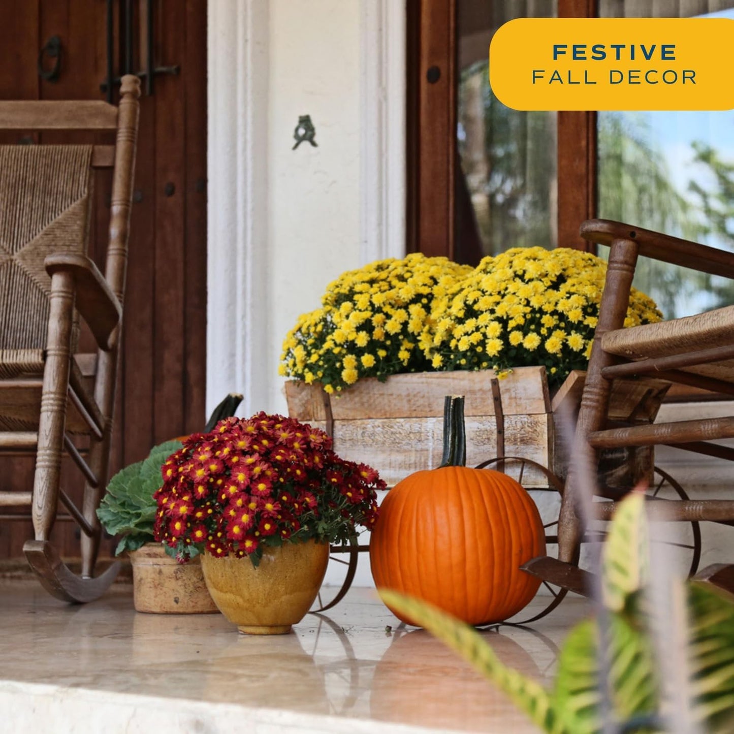 Costa Farms Live Plants – Fall Mums 2-Pack (Yellow) in Plant Pots | 3 Qt. Seasonal Houseplants & Outdoor Flowers for Porch, Patio, or Garden | Ships in Bud Form for Longer Bloom