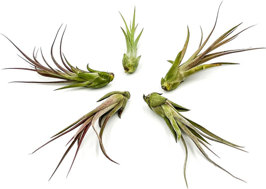 Live Air Plant – Tillandsia Capiput, Jumbo 6-9” - 5 ct - Live Arrival Guaranteed - House Plants for Home Decor & Gift