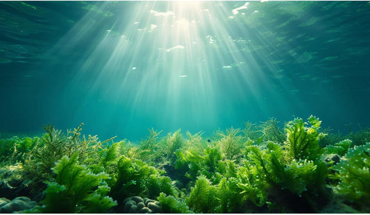 Deep Ocean Fish Tank Background Under The Sea Aquatic Plants Aquarium Background Underwater Corals Sunray Terrarium Backgrounds Tropical Fish Ocean World Aquarium Backgrounds Decorations 72x24in