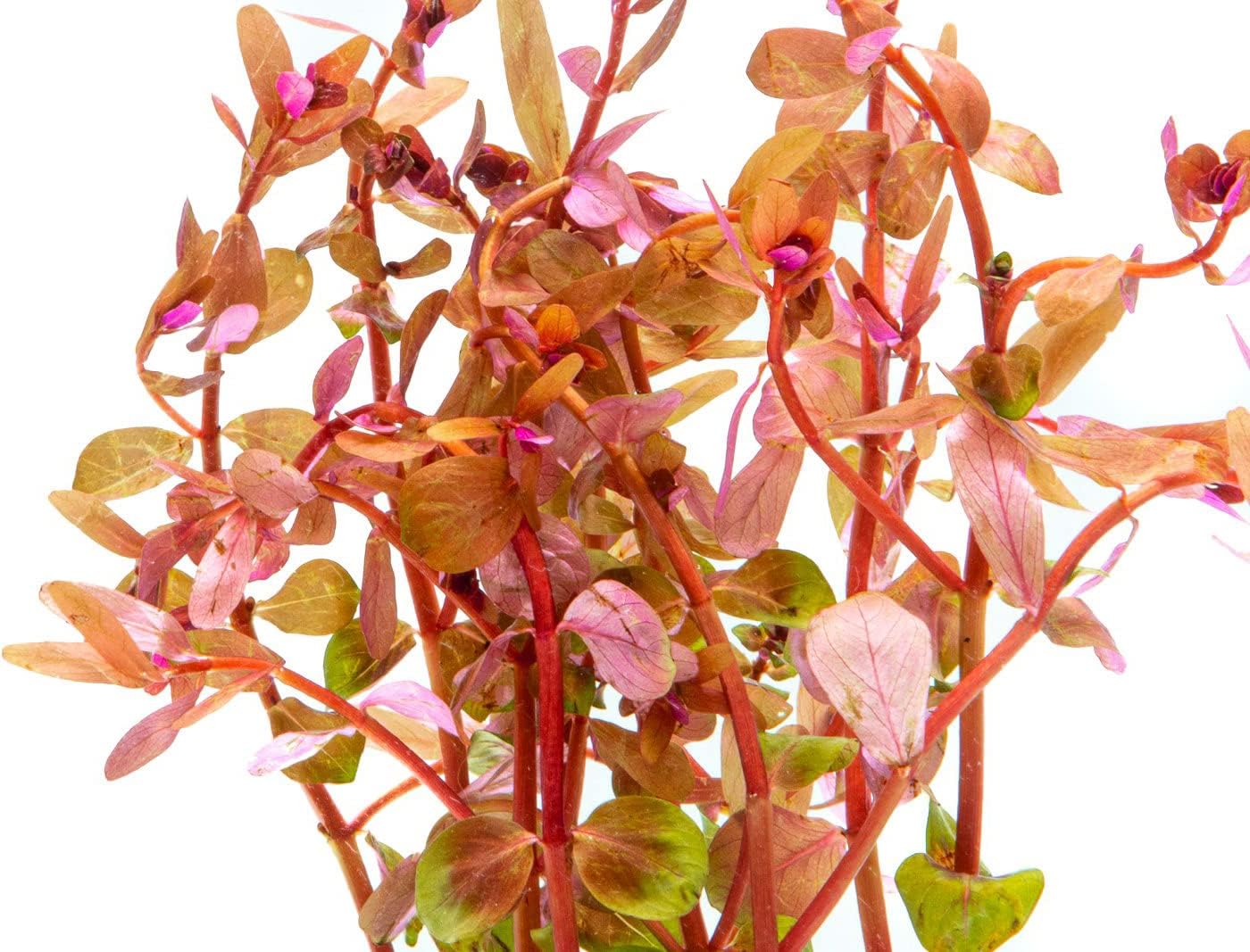Live Aquarium Red Stem Plants - Freshwater Aquatic Plant for Fish Tanks, Aquascaping - (Rotala Wallichii, 4 Bunches)