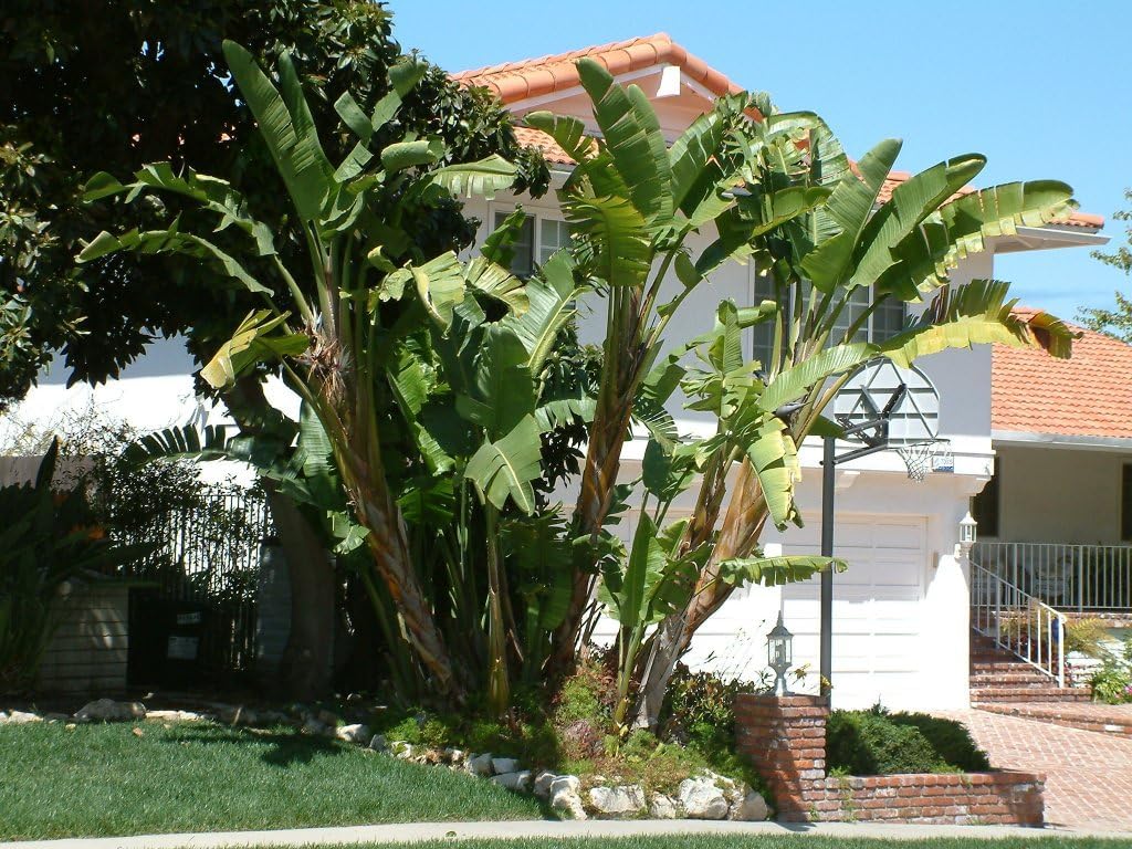 Bird of Paradise - White - Strelitzia Nicholai. (4 White BoP in Sac)