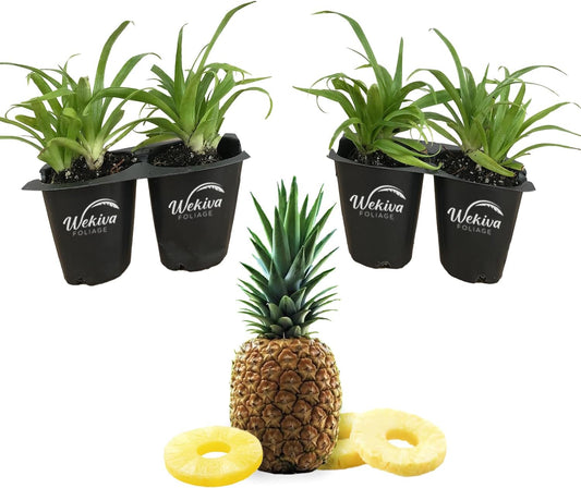 Florida Special Pineapple Plant - 4 Live Starter Plants - Ananas Comosus - Edible and Fruit Bearing for Patio and Garden
