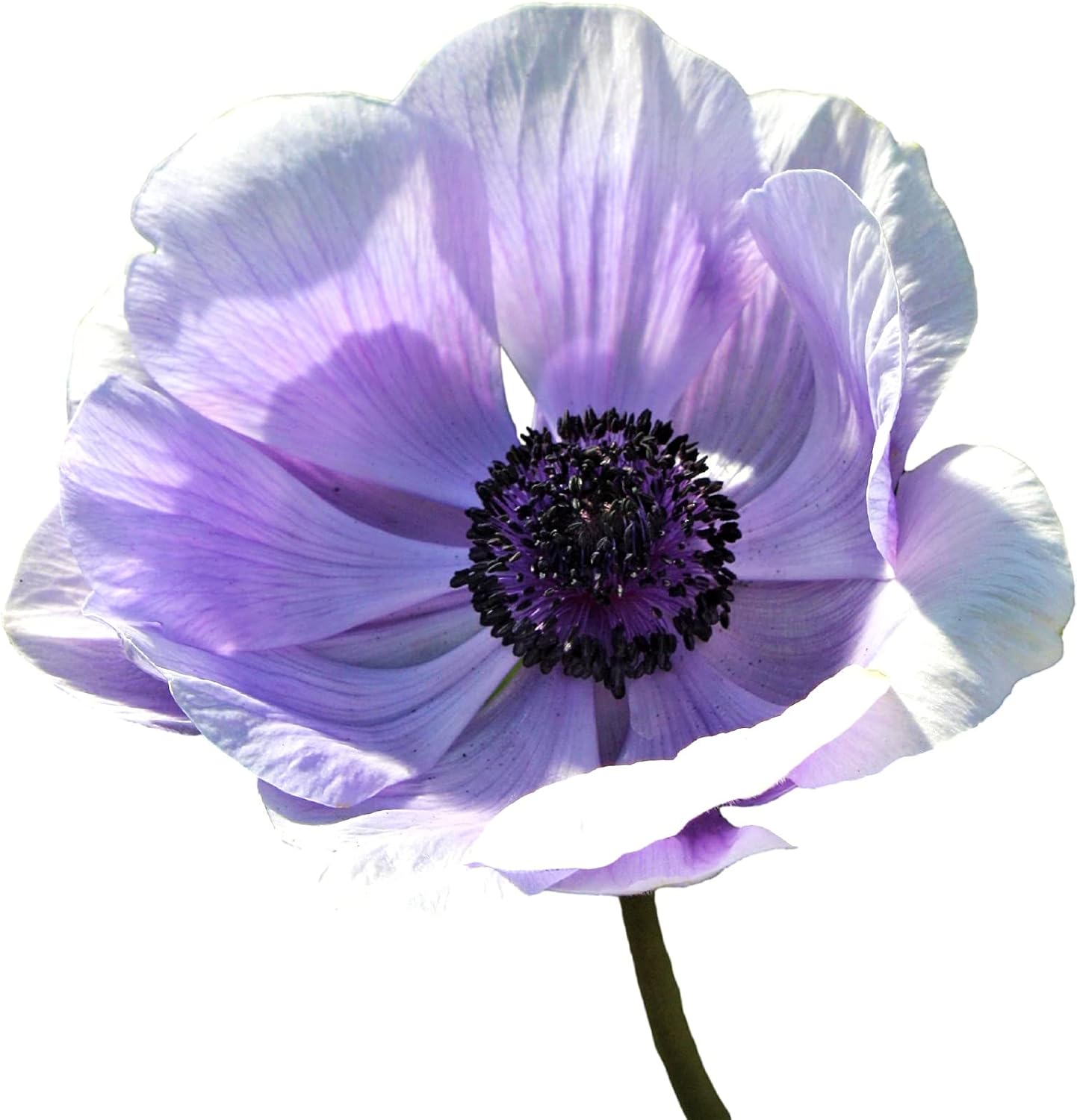 Easy to Grow Anemone Italian Mistral Plus Azzurro - 10 Plant Bulbs, Lavender-Blue Flowers in Spring, Full Sun
