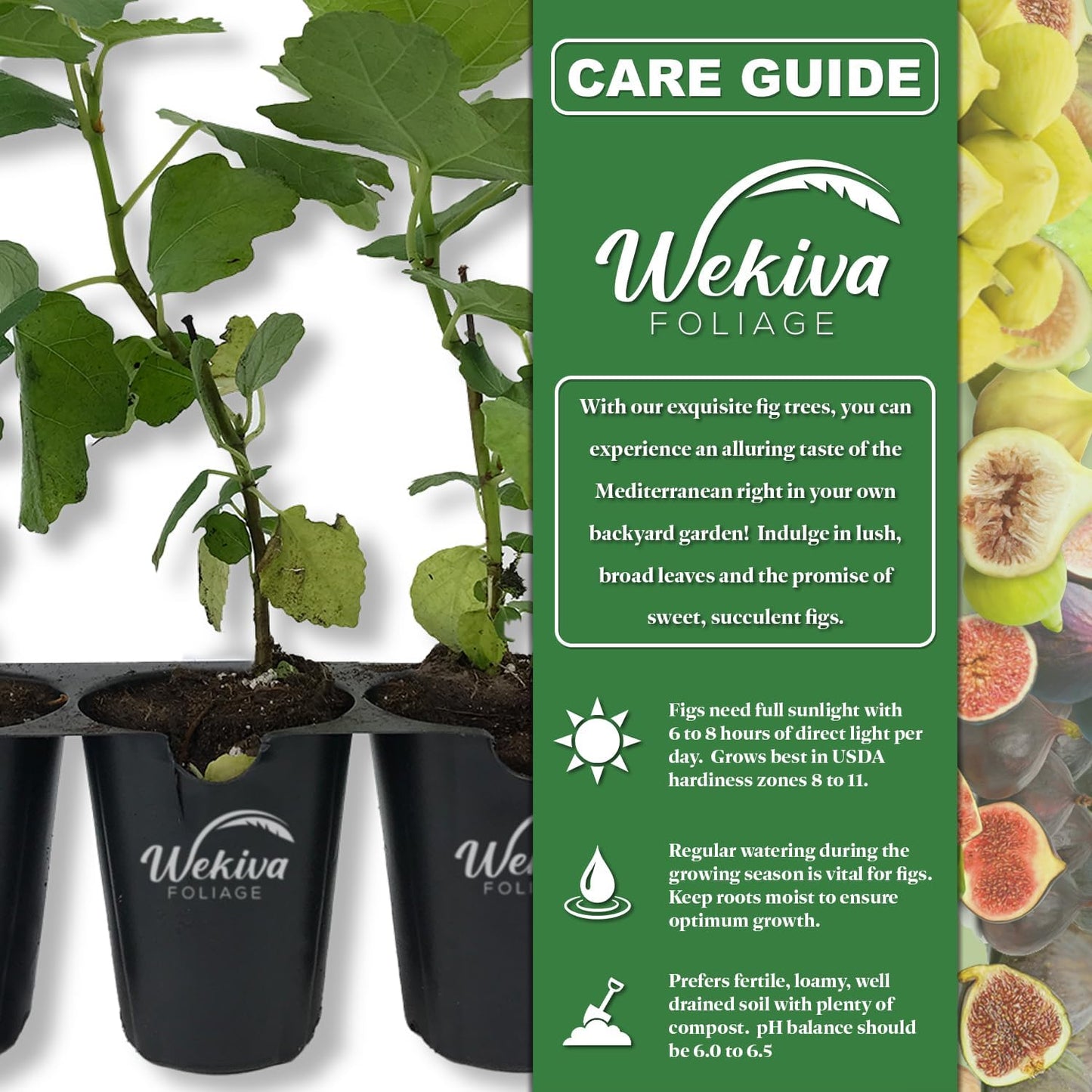 Violet De Bordeaux Fig Tree - 4 Live Starter Plants - Ficus Carica - Edible Fruit Tree for The Patio and Garden