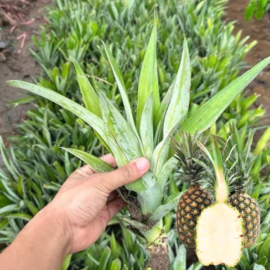2 White Jade Pineapple Plants Live Bushes Shrubs Trees for Planting Outdoor, Fragrant and Sweet Pineapple, Tropical Fruit, 5 to 7 Inces Tall, No Pot