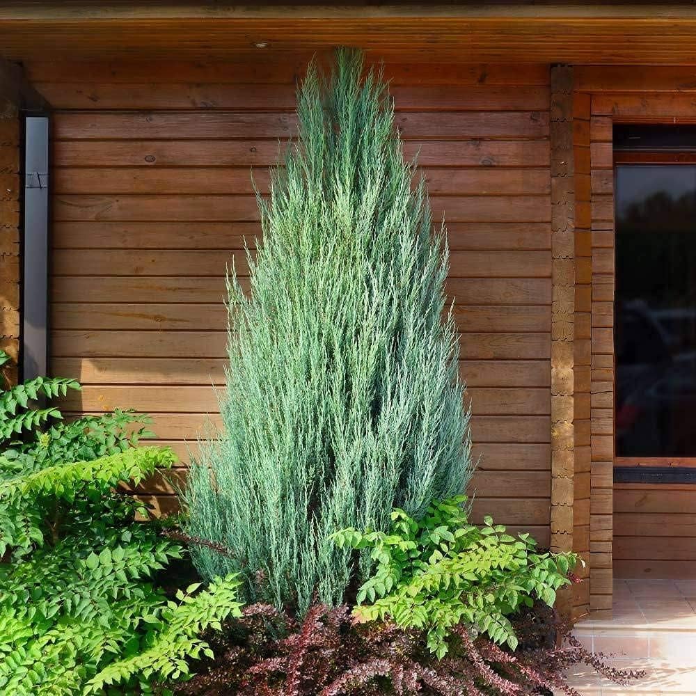 Skyrocket Juniper | 3 Live Gallon Size Trees | Juniperus Scopulorum | Drought Tolerant Cold Hardy Formal Upright Evergreen Plant