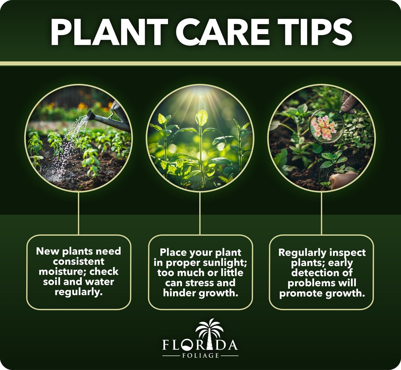 Bamboo Golden Goddess | 3 Large Gallon Size Plant | Bambusa multiplex | Fast Growing Clumping Bamboo | Privacy Hedge Windbreak Landscapes Borders Beds Decorative Accent Outdoor Screening Garden Zone
