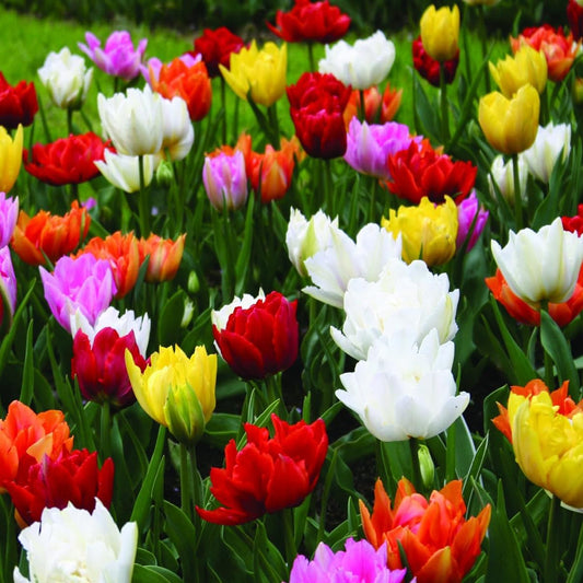 Double Tulip Mixture- 30 Perennial Tulip Bulbs