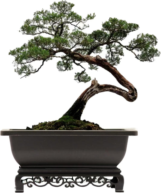 Bonsai Pot – 2-Pack 11.5 Inch Bonsai Training Pot with Eelegant Stand – Antique Brown Bonsai Pots with Mesh Drainage – Luxurious Bonsai Tree Pots Indoor Made with Recycled Plastic
