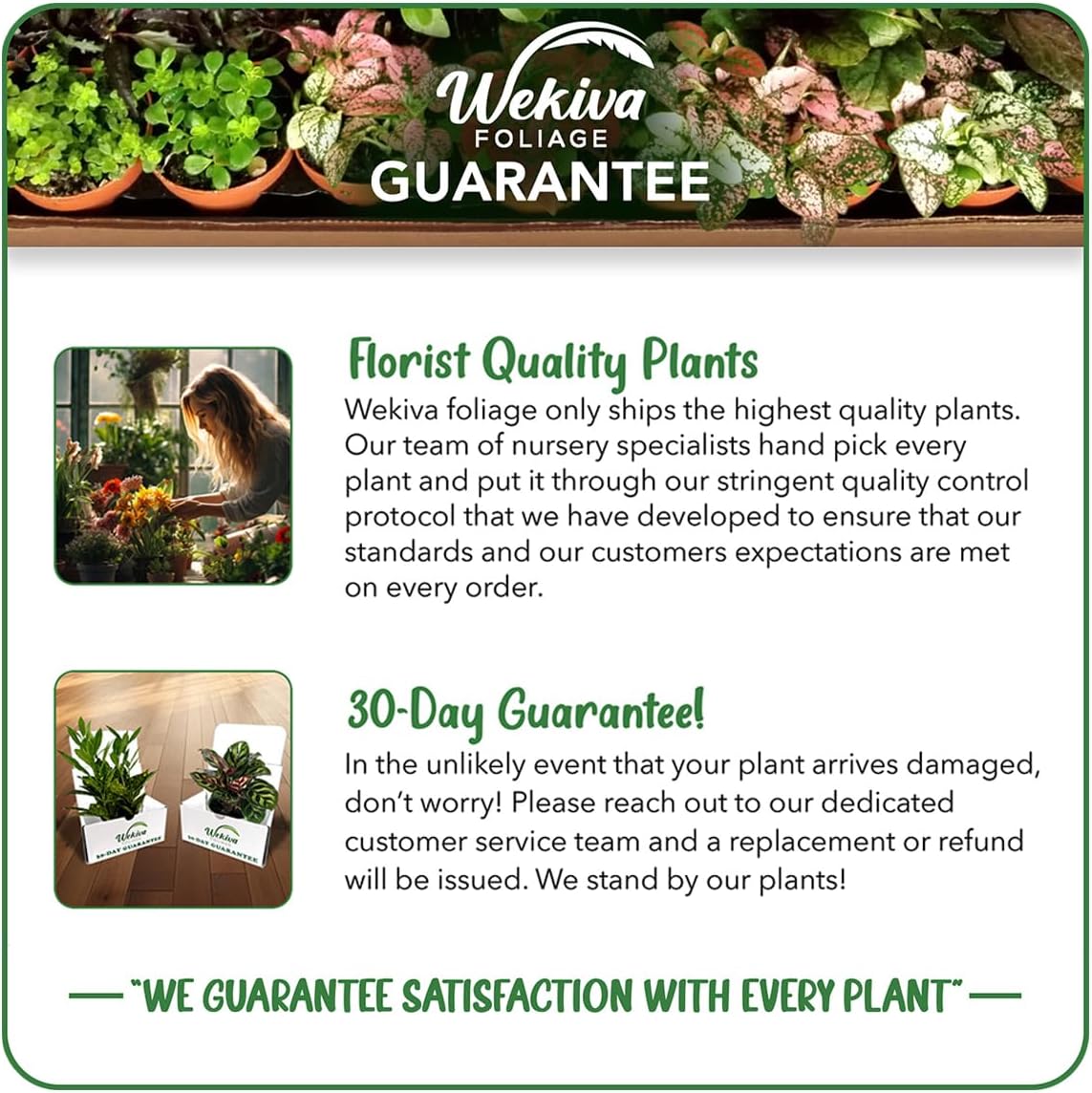 Black Mission Fig Tree - 4 Live Starter Plants - Ficus Carica - Edible Fruit Tree for The Patio and Garden