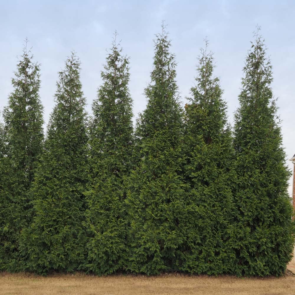 Brighter Blooms - Junior Giant Thuja Tree, 1-2 ft. - No Shipping to AZ