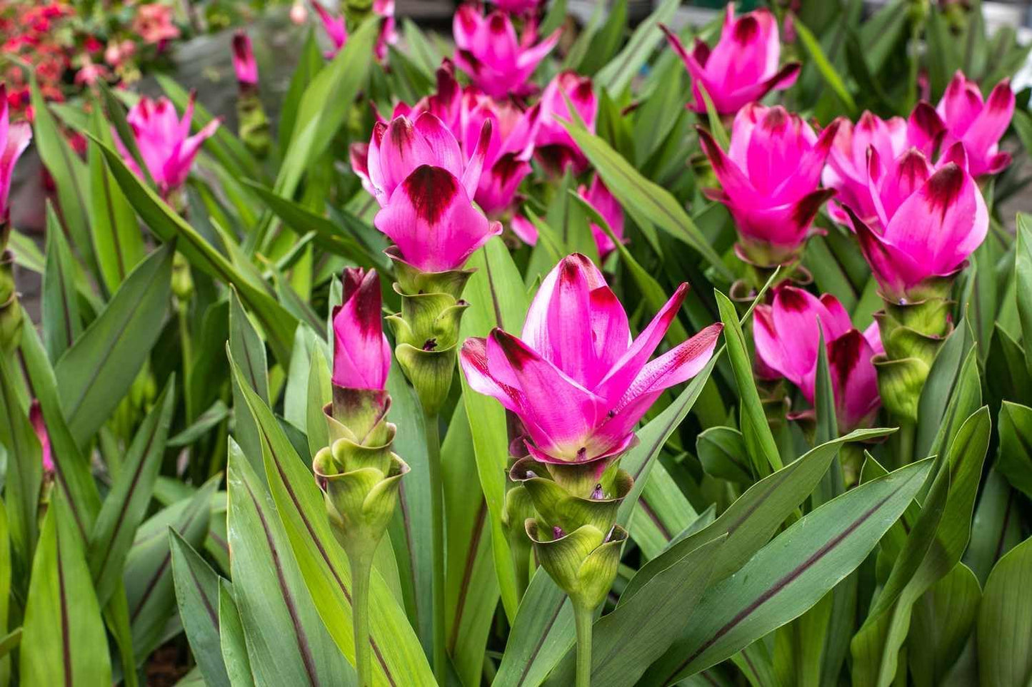 Live Red Turmeric Plants (Curcuma Longa) - Healthy Rhizome and Plant for Home Gardening & Medicinal Use (4 red Turmeric Cups)