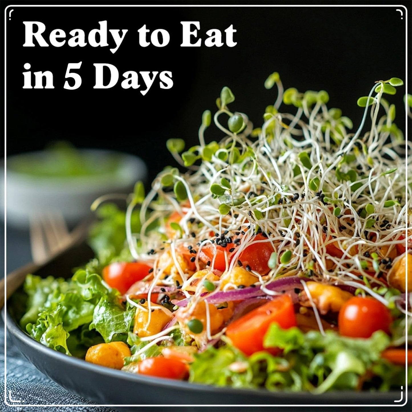 Seedboy Organic Sprouting Seeds - Superfood Blend - Non-GMO, USA Grown Microgreens Mix - Broccoli, Radish, Pak Choi, Clover, Red Kale - Makes 8 Quarts of Sprouts, 24 Servings (8 oz) (Superfood Blend)