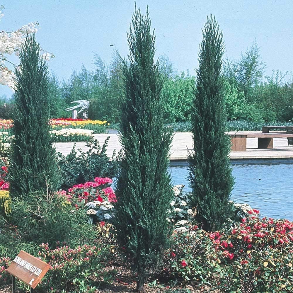 Skyrocket Juniper | 3 Live Gallon Size Trees | Juniperus Scopulorum | Drought Tolerant Cold Hardy Formal Upright Evergreen Plant