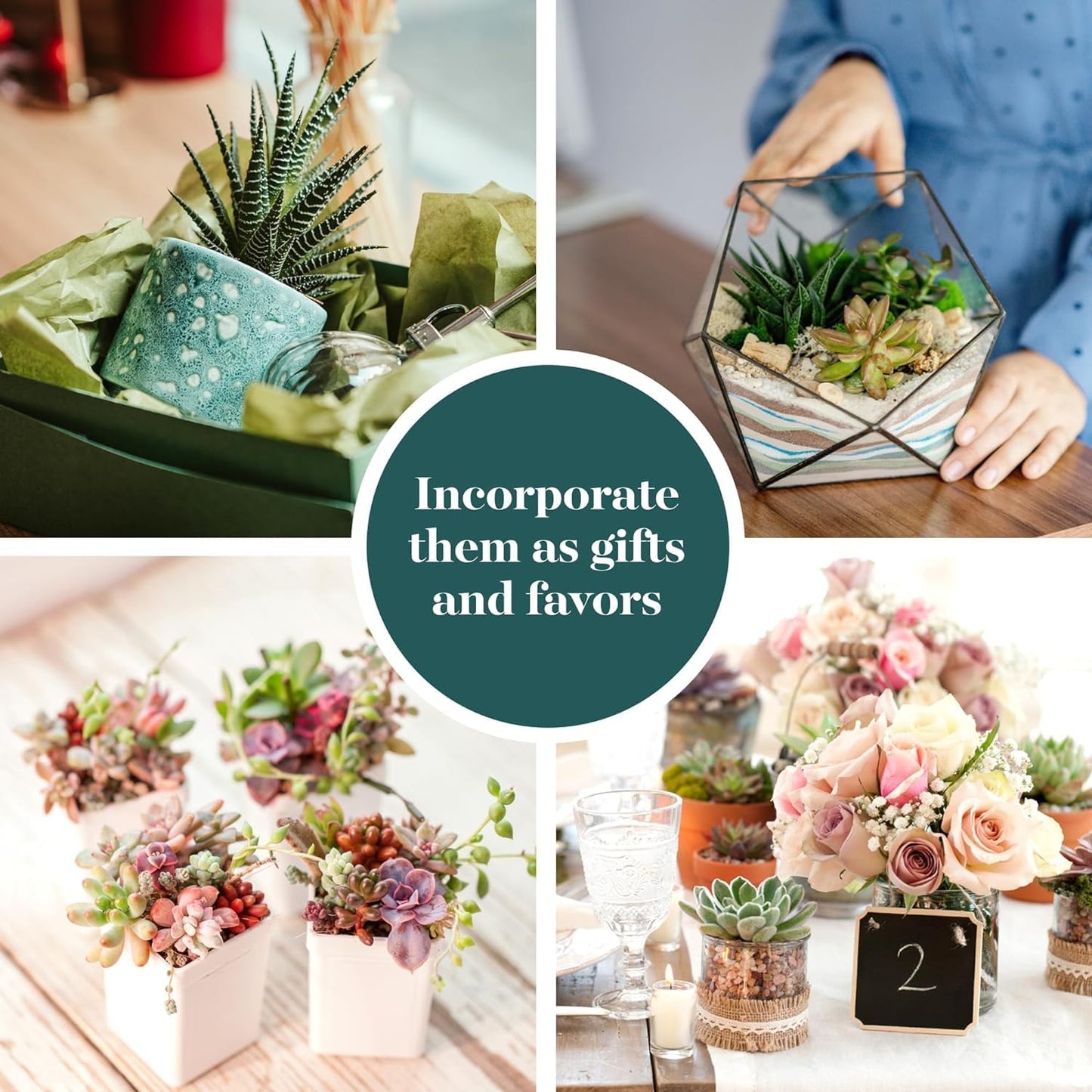 Shop Succulents Assorted Succulent Plant Pack Bulk Collection - Live Mini Succulent Plants, Low Maintenance, Mixture of Colors & Textures - Wedding and Party Favors, Gift & Garden, Pack of 20