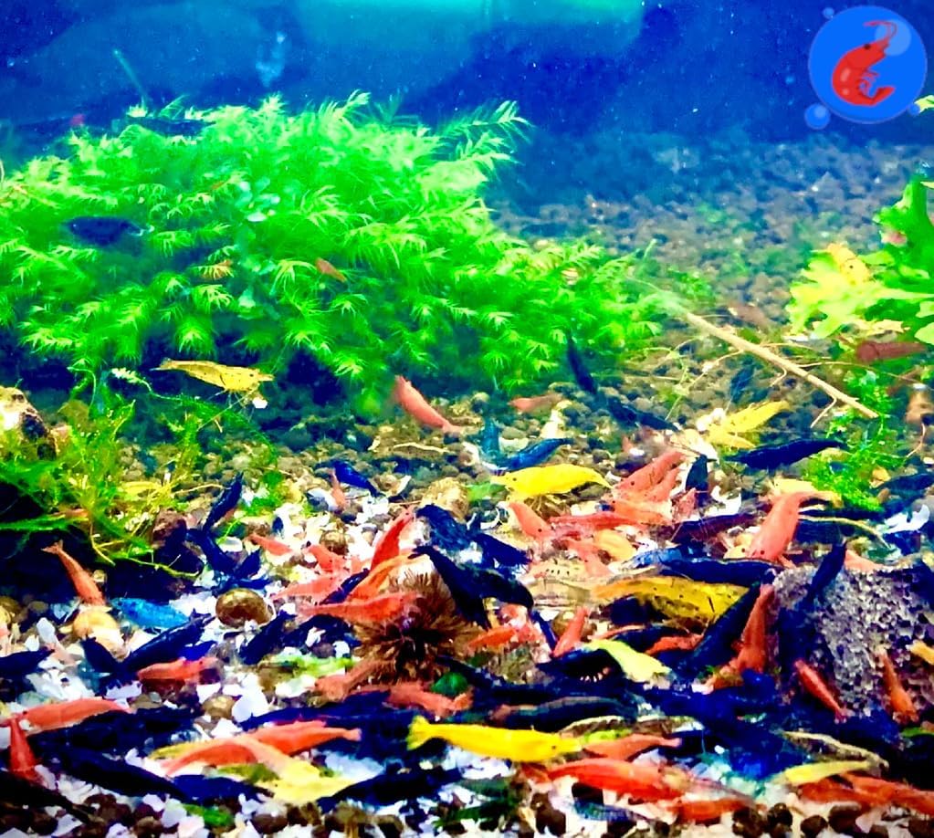 Generic Shrimp Up Aquatics™ 20+ Mixed Color Neocaridina Shrimp Live Freshwater Aquarium Inverts Live Arrival! Mixed